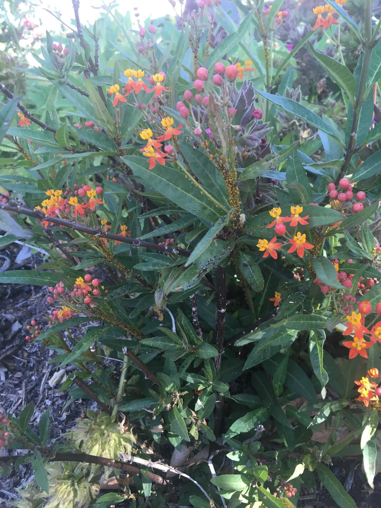 Asclepias curassavica